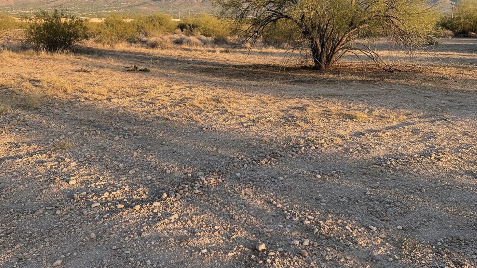Lote abierto en Tucson con tierra de desierto, un mezquite y las montañas Santa Catalina a lo lejos con luz de la mañana